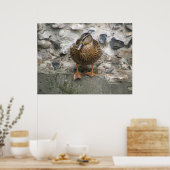 Ente auf einem Wall-Poster Poster (Küche)