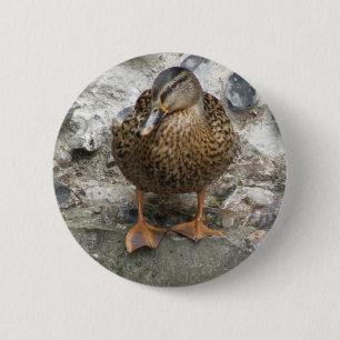 Ente auf einem Wandknopf Button