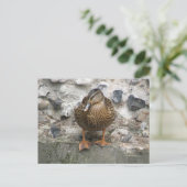 Ente auf einer Postkarte (Stehend Vorderseite)