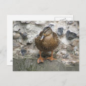 Ente auf einer Postkarte (Vorne/Hinten)