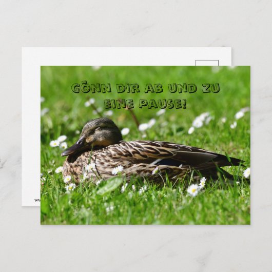 Ente auf einer Wiese Postkarte (Vorne/Hinten)