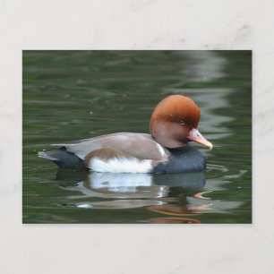 Ente auf Fluss Postkarte