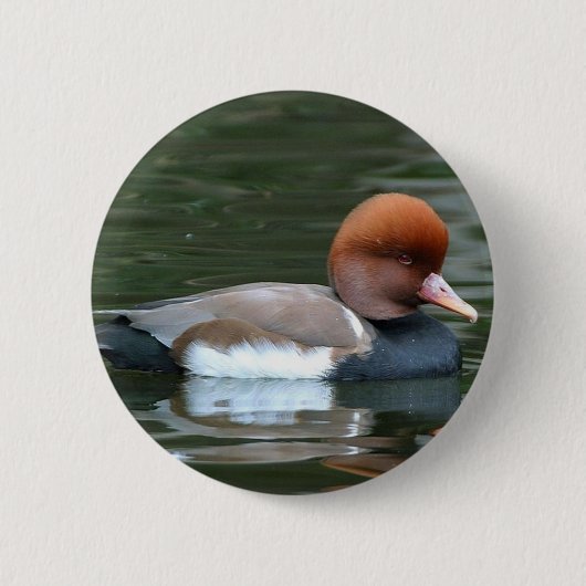 Ente auf Flusstaste Button (Vorderseite)