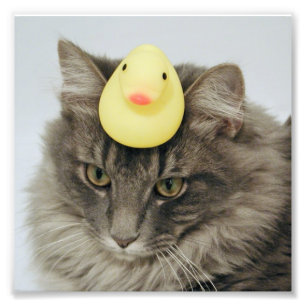 Ente auf seinem Kopf Fotodruck