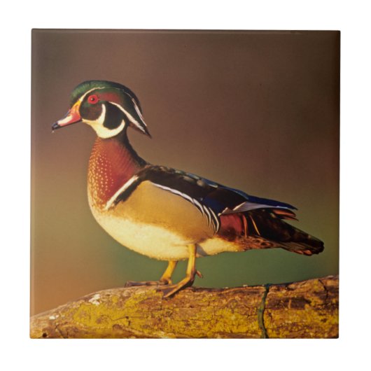 Ente aus männlichem Holz, Illinois Fliese (Vorderseite)