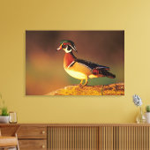 Ente aus männlichem Holz, Illinois Leinwanddruck (Insitu (Wohnzimmer))