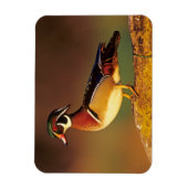 Ente aus männlichem Holz, Illinois Magnet (Vertikal)