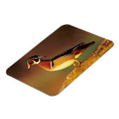 Ente aus männlichem Holz, Illinois Magnet (Linke Seite)