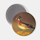 Ente aus männlichem Holz, Illinois Magnet (Vorderseite/Rückseite)