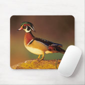 Ente aus männlichem Holz, Illinois Mousepad (Mit Mouse)