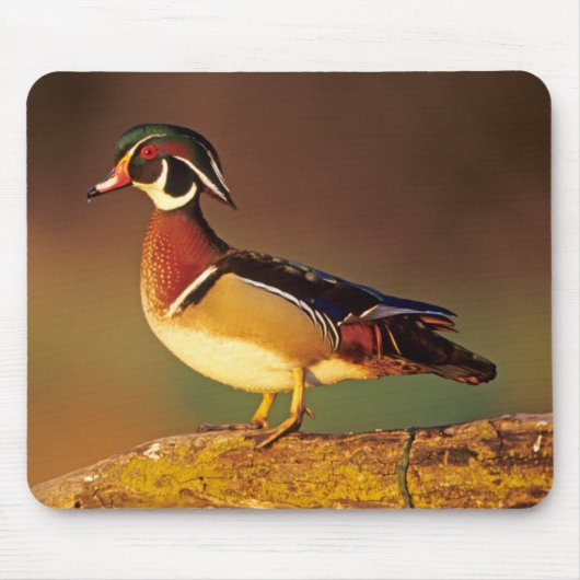 Ente aus männlichem Holz, Illinois Mousepad (Vorne)