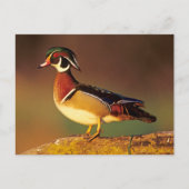 Ente aus männlichem Holz, Illinois Postkarte (Vorderseite)