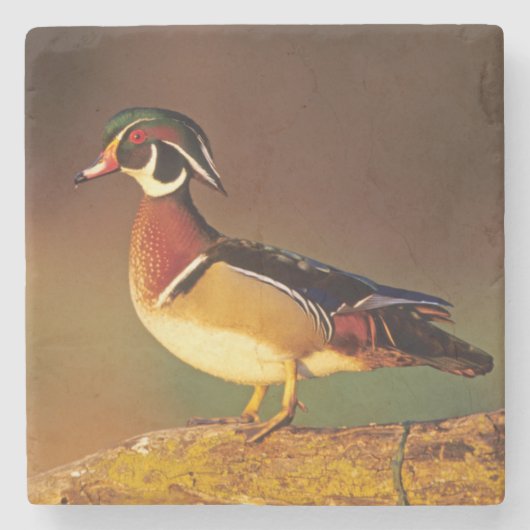 Ente aus männlichem Holz, Illinois Steinuntersetzer (Vorderseite)