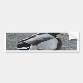 Autoaufkleber Ente enten autoaufkleber zazzle de Autoaufkleber Ente enten autoaufkleber zazzle de