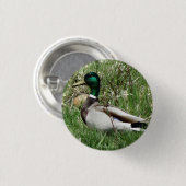 Ente Drake Greenhead der Stockenten-B55 im Gras Button (Vorne & Hinten)
