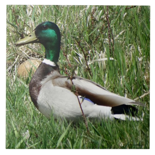Ente Drake Greenhead der Stockenten-B55 im Gras Fliese (Vorderseite)