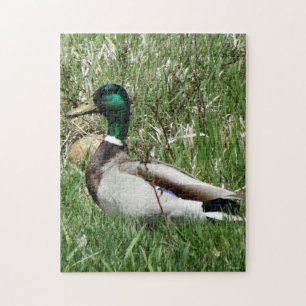 Ente Drake Greenhead der Stockenten-B55 im Gras Puzzle