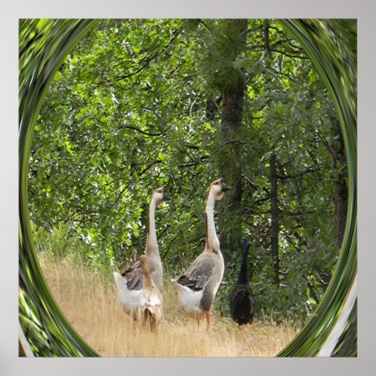 Ente, Ente, Gänse.... Poster (Vorne)