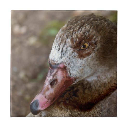 Ente Fliese (Vorderseite)