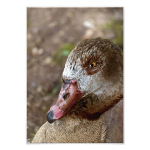 Ente Fotodruck