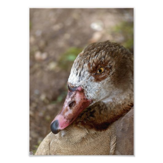 Ente Fotodruck (Vorne)