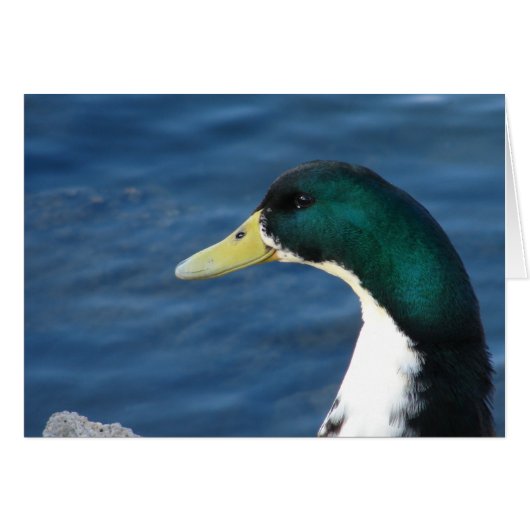 Ente im Park (Vorderseite (Horizontal))