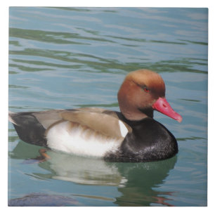 Ente im Wasser Fliese
