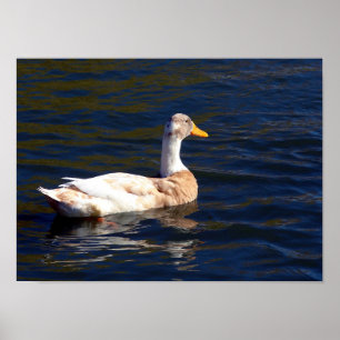 Ente im Wasser Poster