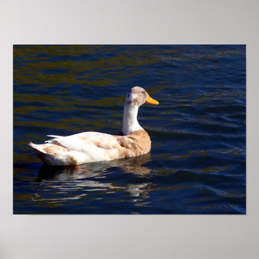 Ente im Wasser Poster (Vorne)