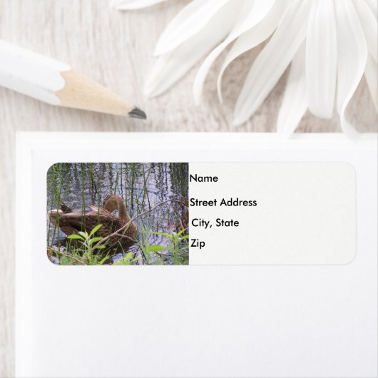 Ente in den Schilf (Insitu)