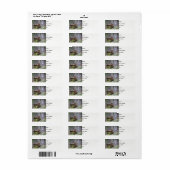 Ente in den Schilf (Vorne)