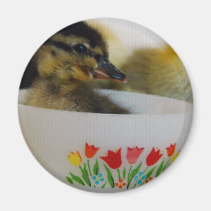 Ente in einem Teacup 2 Magnet