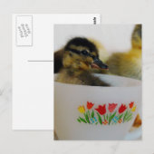 Ente in einem Teacup 2 Postkarte (Vorne/Hinten)