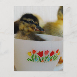 Ente in einem Teacup 2 Postkarte