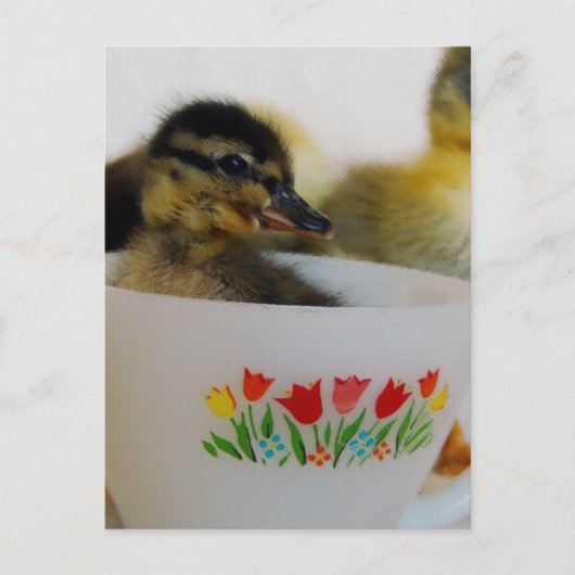 Ente in einem Teacup 2 Postkarte (Vorderseite)