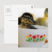 Ente in einem Teacup Postkarte (Vorne/Hinten)