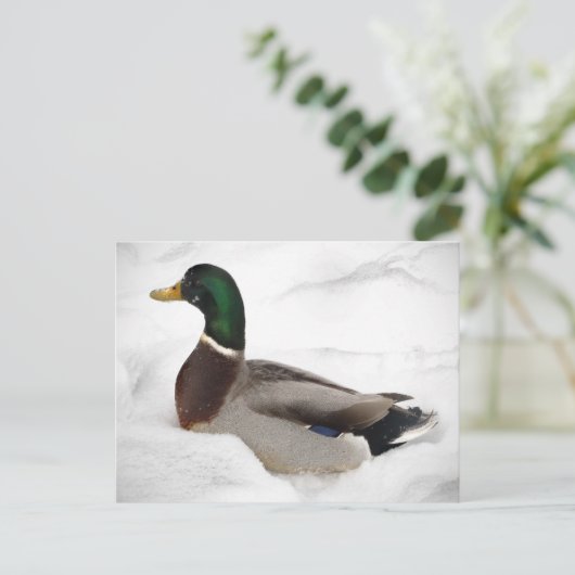 Ente in Snow Postkarte (Stehend Vorderseite)