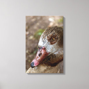 Ente Leinwanddruck