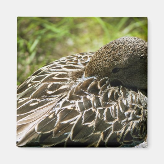 Ente Magnet (Vorne)