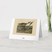 Ente mit Button - von Audubons Vögeln in Amerika Karte (Rückseite)