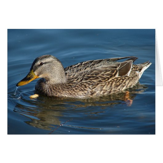 Ente mit Erdnuss (Vorderseite (Horizontal))