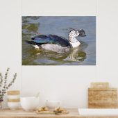 Ente mit Knöchelnarben oder afrikanische Kammerent Poster (Küche)