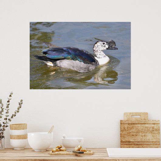 Ente mit Knöchelnarben oder afrikanische Kammerent Poster (Küche)
