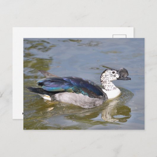 Ente mit Knöchelnarben Postkarte (Vorne/Hinten)