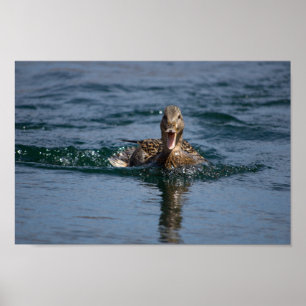 Ente mit offenem Schnabel Poster