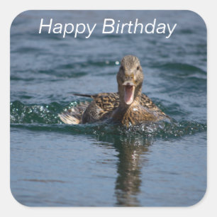 Ente mit offenem Schnabel Quadratischer Aufkleber