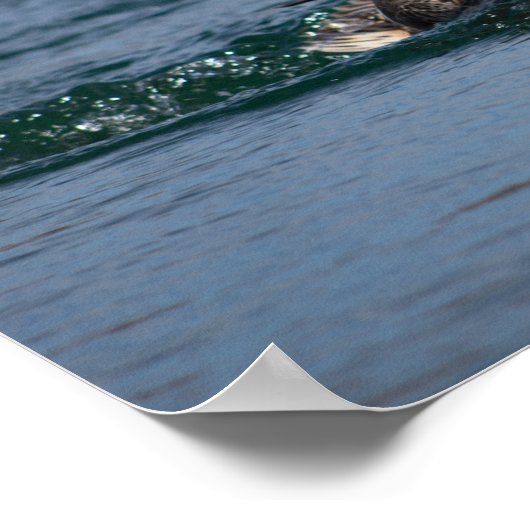 Ente mit Schnabel offen Poster (Ecke)