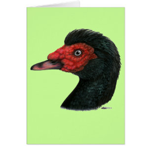 Ente: Muscovy Head