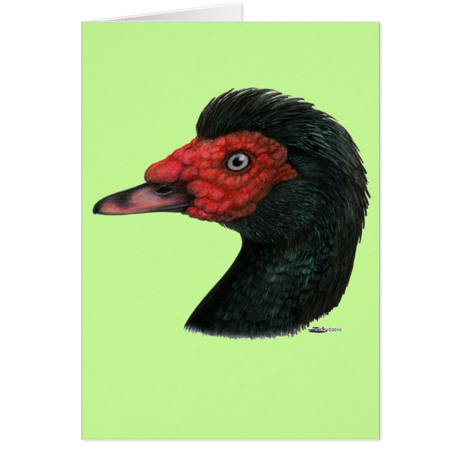 Ente: Muscovy Head (Vorne)