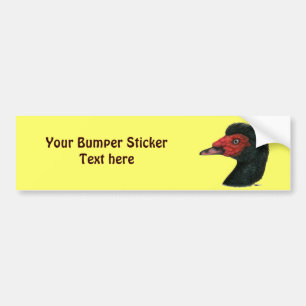 Ente: Muscovy Head Autoaufkleber